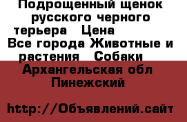 Подрощенный щенок русского черного терьера › Цена ­ 35 000 - Все города Животные и растения » Собаки   . Архангельская обл.,Пинежский 